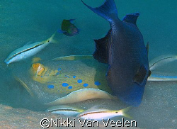 Blue spotted ray grazing, taken at Campsite 2 with Olympu... by Nikki Van Veelen 